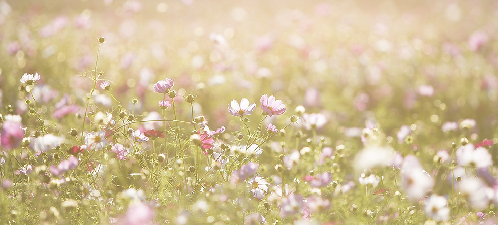 Field of Flowers in the sunlight. Find trauma therapy in Madison, WI and PTSD treatment with online therapy in Wisconsin here!