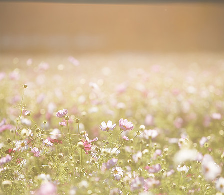Field of Flowers
