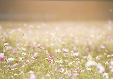 Feld voller Blumen
