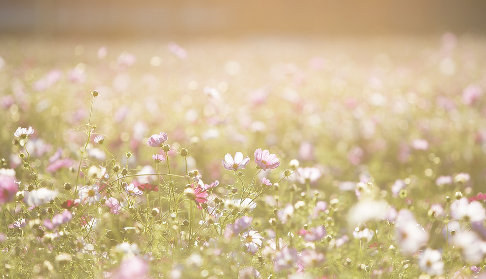 Field of Flowers