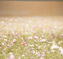 Field of Flowers