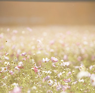 Field of Flowers