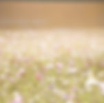 Field of Flowers