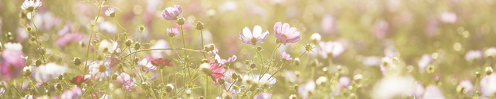 Field of Flowers
