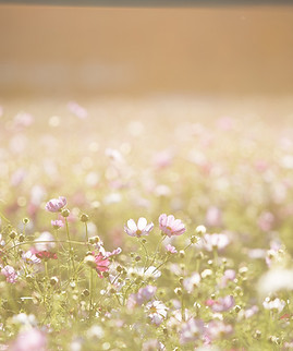 Field of Flowers