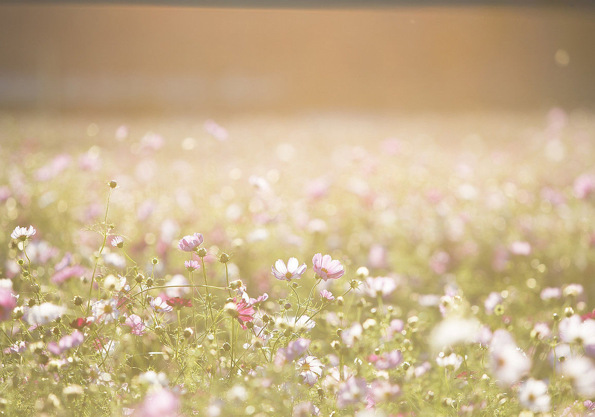 Champ de fleurs