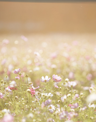 Field of Flowers