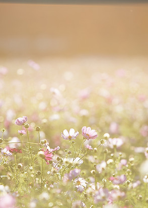 Field of Flowers