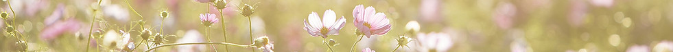 Field of Flowers