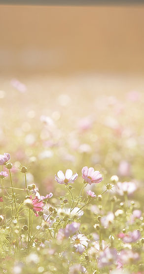 Feld voller Blumen