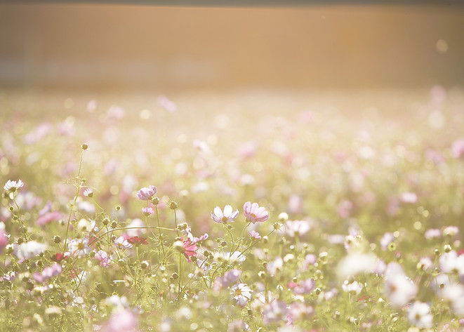 Campo de flores