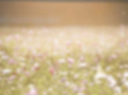 Field of Flowers
