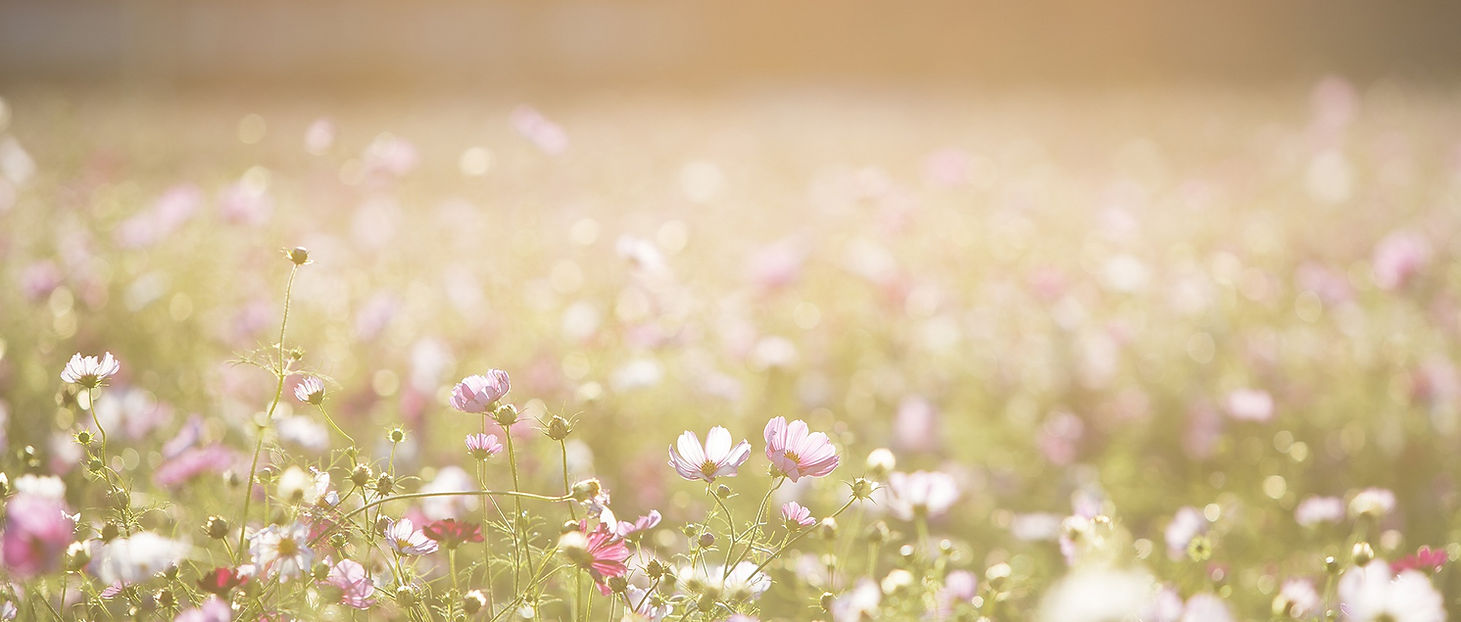 Field of Flowers