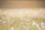 Field of Blossoms