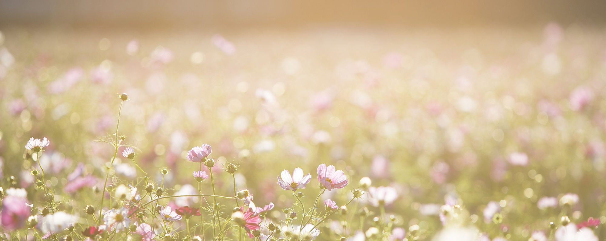Field of Flowers