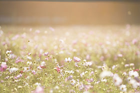 Field of Flowers