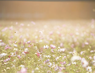 Field of Flowers