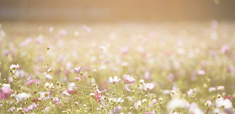 Champ de fleurs