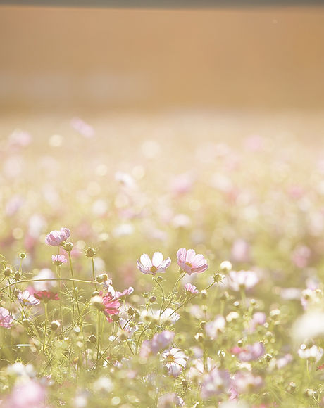 Champ de fleurs