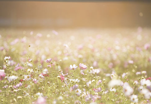 Field of Flowers