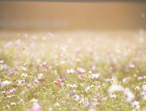 Field of Flowers