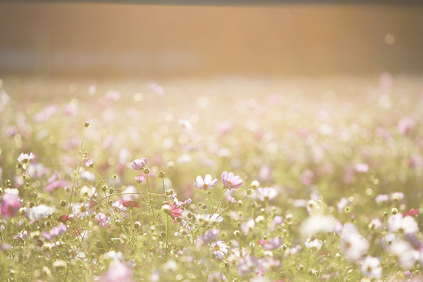 花のフィールド