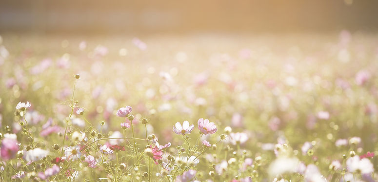 Field of Flowers