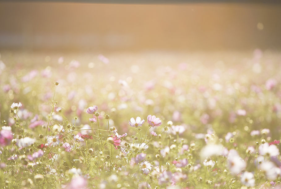 Field of Flowers
