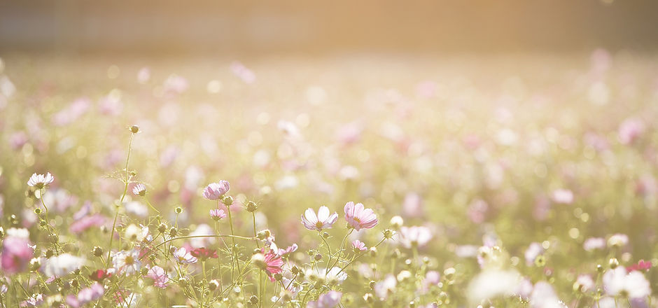 Field of Flowers