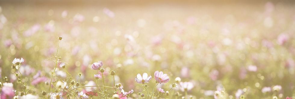 Field of Flowers
