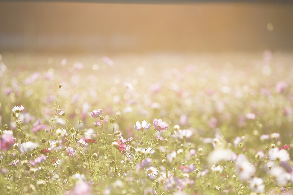 Close up of soft pink blossoms in a field