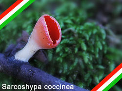 Coppetta color cocciniglia