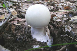 Amanita verna (Bull.: Fr.) Lamarck