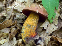 Boletus luridus Schaeff.