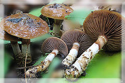 Cortinarius trivialis J.E. Lange