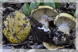 C. cedretorum va. suberetorum Maire