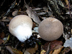 Lycoperdon molle Pers.
