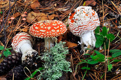 Amanita muscaria (L.) Lamb.