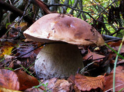 Boletus edulis Bull