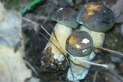 Boletus aereus Bull.
