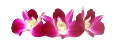 orchid_edited.png