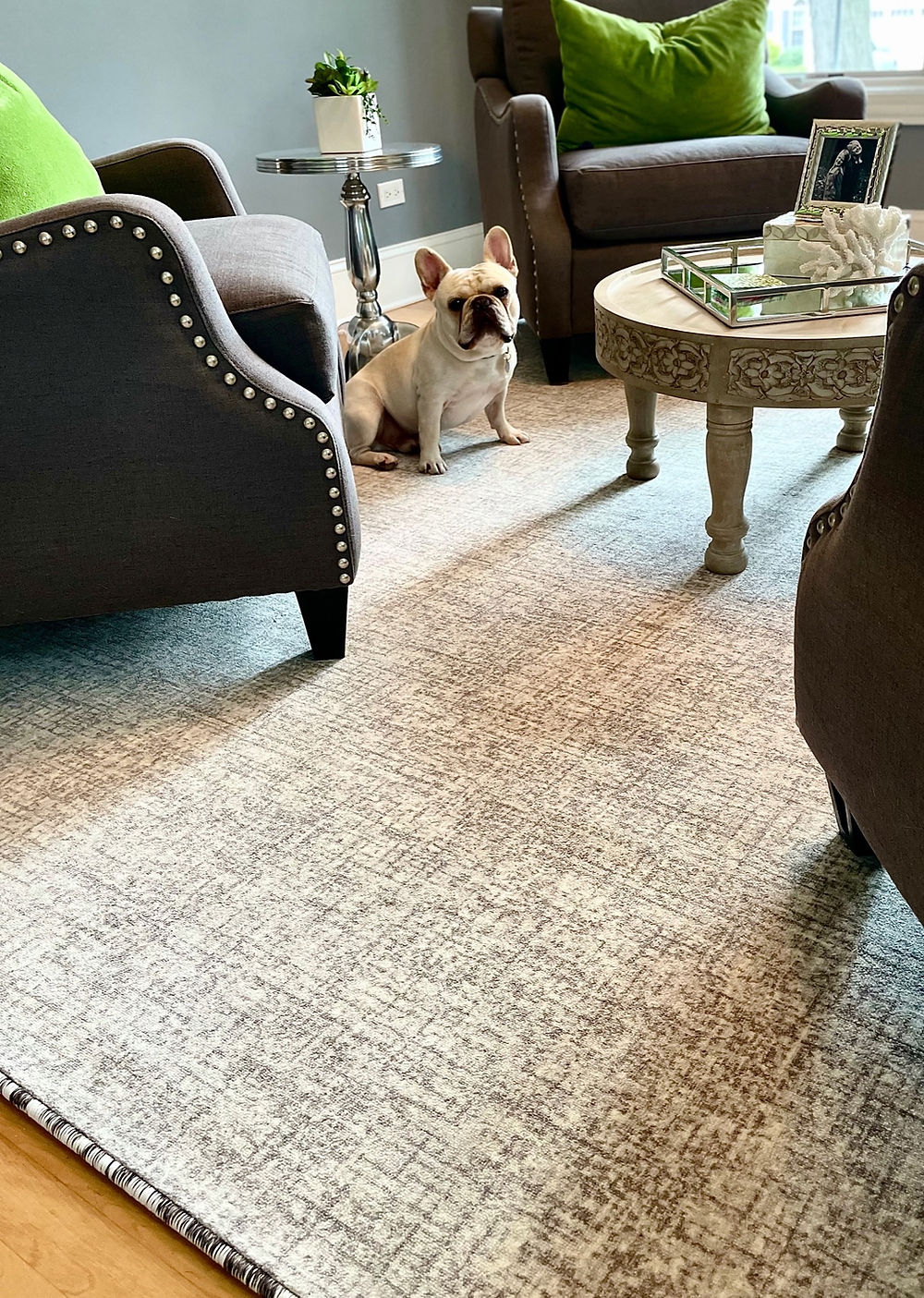 French Bulldog on light rug in cozy living room