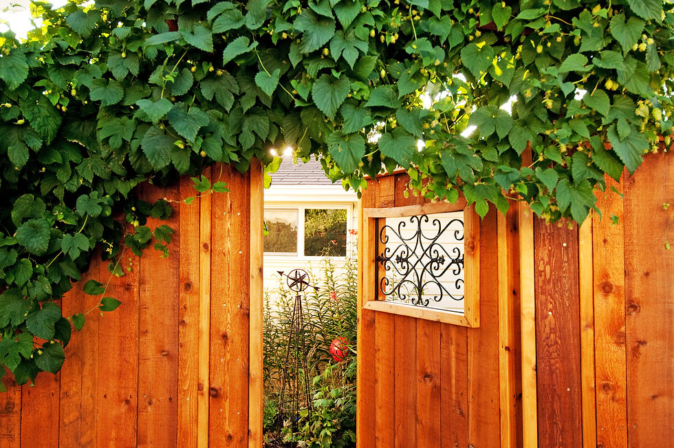 garden gate and fencing with bush arch over the top