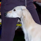 masha.png