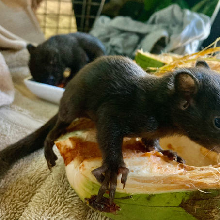 Variegated Squirrels of Panama