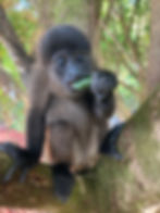 A baby monkey sits on a branch, eating a leaf. It's surrounded by lush green foliage, with soft sunlight filtering through the trees.