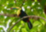The Most Beautiful Bird in the World - The Keel-Billed Toucan