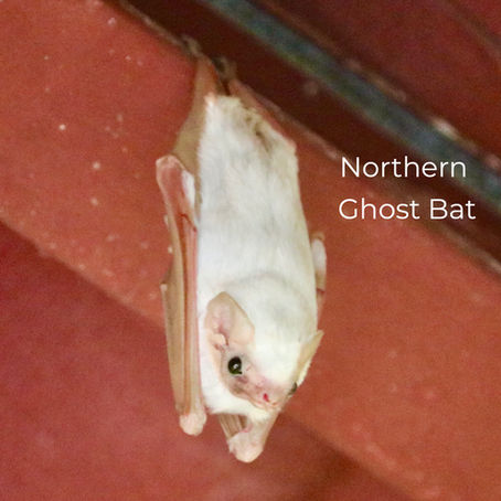 Northern Ghost Bat in Panama