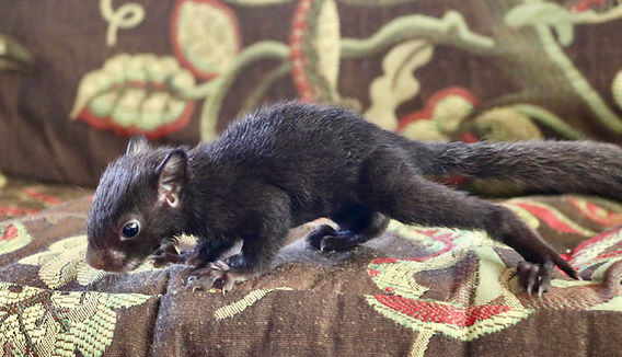baby black squirrel pictures