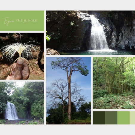 Trees and jungles of Panama - the inspiration for Avatar's Pandora.